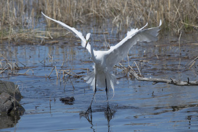 Grande Aigrette Great Egret