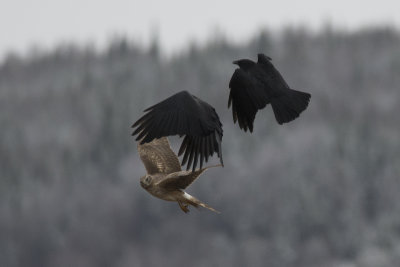 Busard St-Martin Northern Harrier