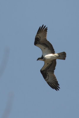 Balbuzard pcheur Osprey