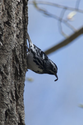 Paruline noir et blanc Black and white Warbler