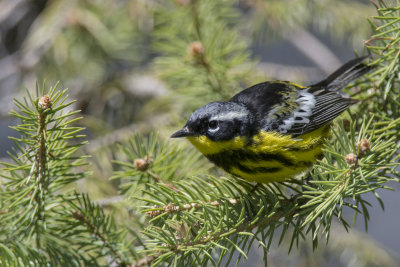 Paruline  tte cendre Magnolia Warbler