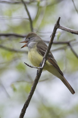Tyran hupp Great Crested Flycatcher