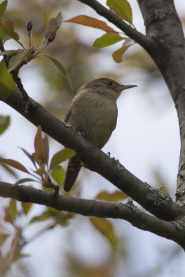 Troglodyte familier House Wren