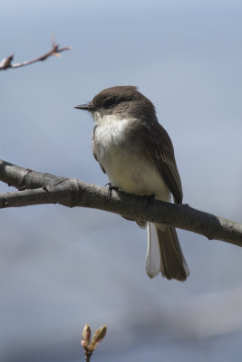 Moucherolle phbi Eastern Phoebe