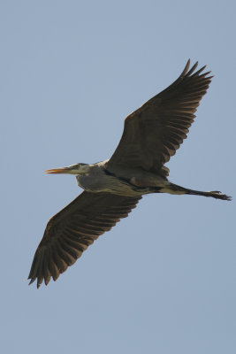 Grand Hron Great blue Heron