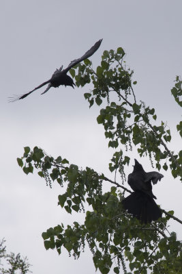 Corneille d'Amrique et Grand Corbeau American crow and Common Raven