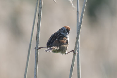 Bruant des marais Swamp Sparrow