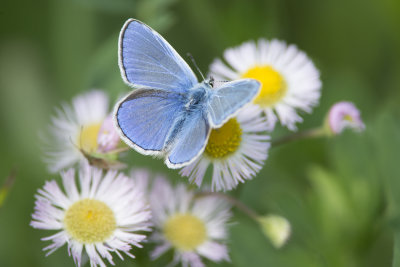 Argus bleu Common blue Butterfly
