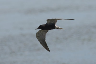 Guifette noire Black Tern