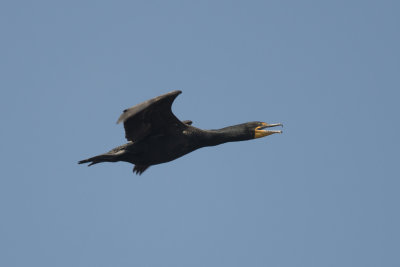 Cormoran  aigrettes Double-crested Cormorant