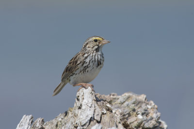 Bruant des prs Savannah Sparrow