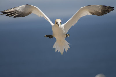 Fou de Bassan Northern Gannet