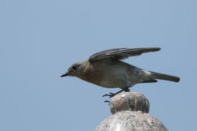 Merlebleu de l'Est Eastern Bluebird