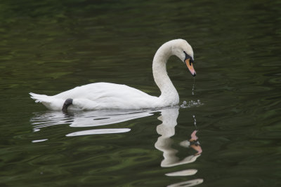 Cygne tubercul Mute Swan