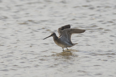 Bcassin roux Short-billed Dowitcher