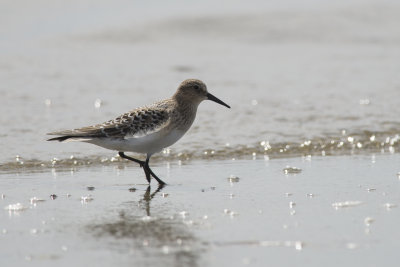 Bcasseau de Baird Bairds Sandpiper