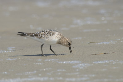 Bcasseau de Baird Bairds Sandpiper