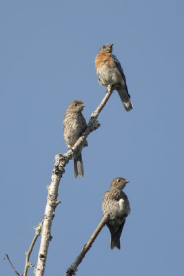 Merlebleu de l'Est Eastern Buebird