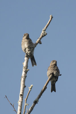 Merlebleu de l'Est Eastern Buebird