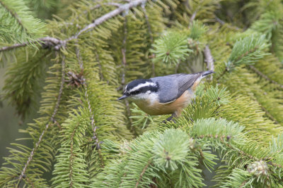 Sittelle  poitrine rousse Red-breasted Nuthatch