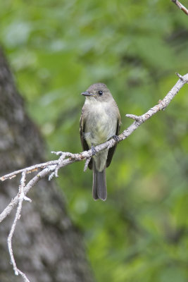 Pioui de l'Est Eastern Wood-Pewee