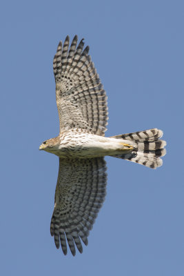 pervier de Cooper Cooper's Hawk