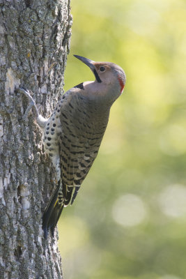 Pic flamboyant Northern Flicker