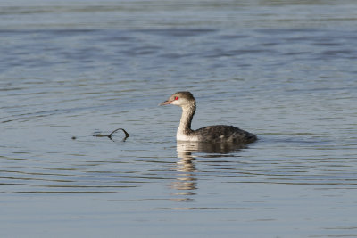 Grbe esclavon Horned Grebe