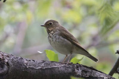 Grive  dos olive Swainson's Thrush