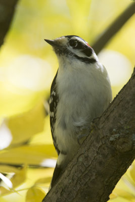 Pic mineur Downy Woodpecker