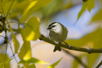Rotelet  couronne dore Golden-crowned Kinglet