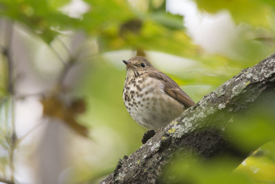 Grive solitaire Hermit Thrush