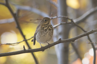 Grive solitaire Hermit Thrush