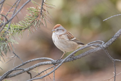 Bruant Hudsonien American tree Sparrow