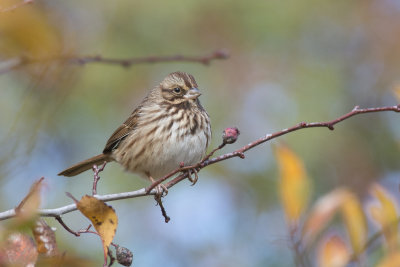Bruant Chanteur Song Sparrow