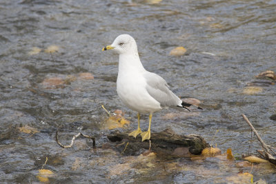 Goland  bec cercl Ring-billed Gull