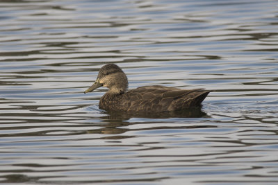 Canard noir American Black Duck