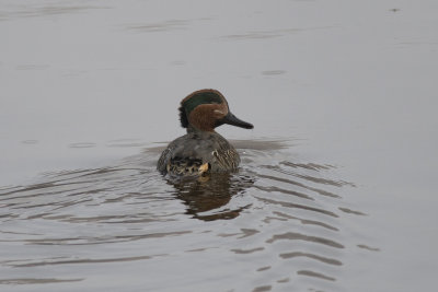 Sarcelle d'hiver Common Teal