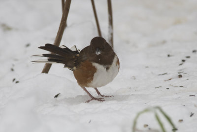 Tohi  flanc roux Eastern Towhee