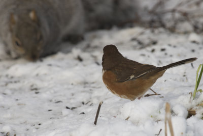 Tohi  flanc roux Eastern Towhee