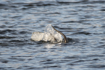 Loutre de rivire North American river Otter