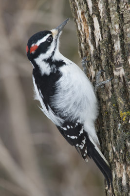 Pic chevelu Hairy Woodpecker