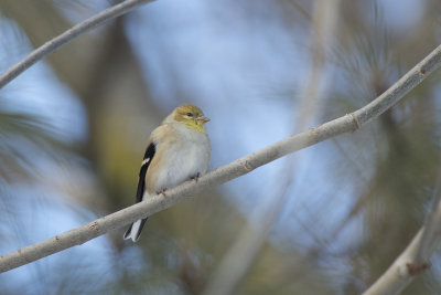 Chardonneret jaune American Goldfinch