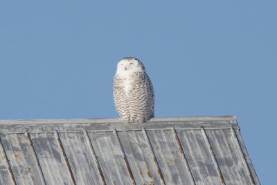 Harfang des neiges Snowy Owl