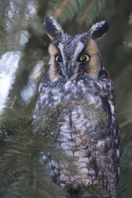 Hibou moyen-duc Long-eared Owl