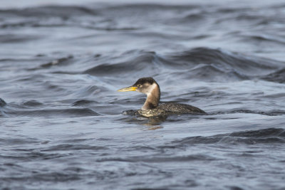 Grbe jougris Red-necked Grebe