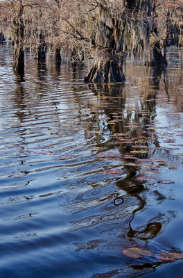 Caddo Lake 12