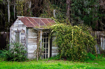 Caddo Lake 27