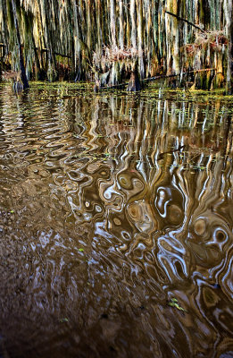 Caddo Lake 34