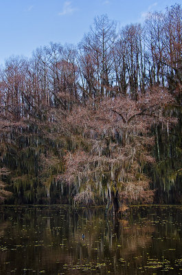 Caddo Lake 22